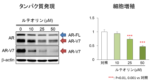 「ルテオリン」は CRPC の AR-V7 発現(左)と増殖(右)を抑制した