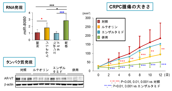 「ルテオリン」は miR-8080 を誘導し(左上)AR-V7 発現(左下)と腫瘍増殖(右)を抑制した